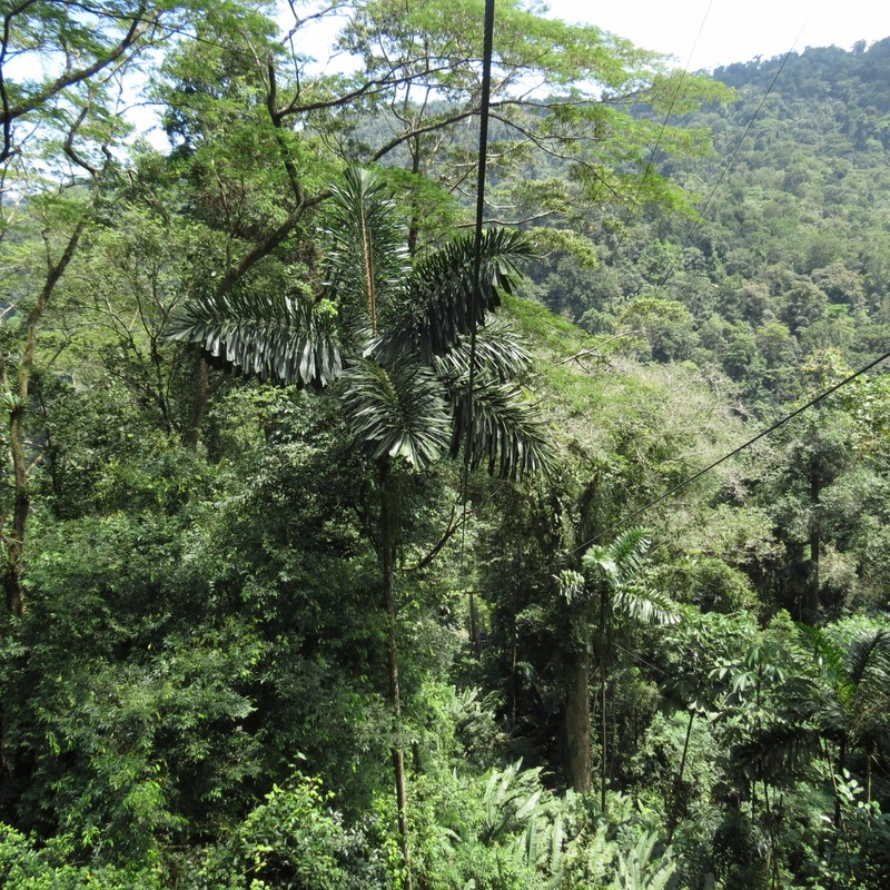 View of the Rain Forest