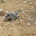 Large iguana on photo stop