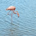 Flamingo scratching his leg