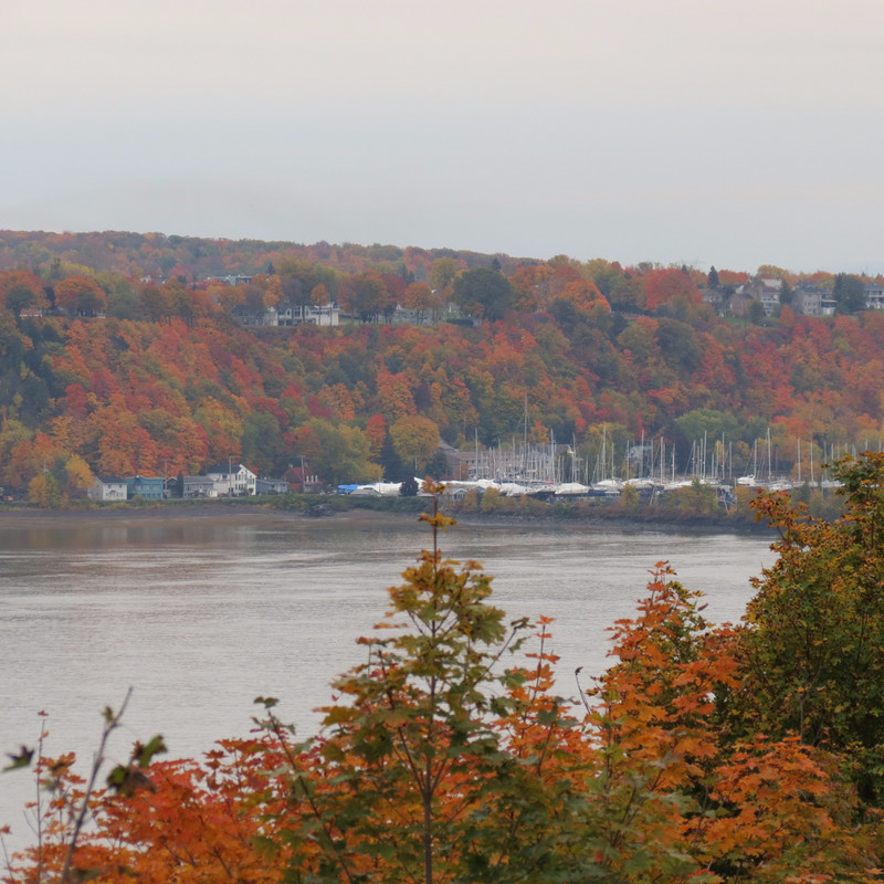 Trees changing colors on the Island across from the city