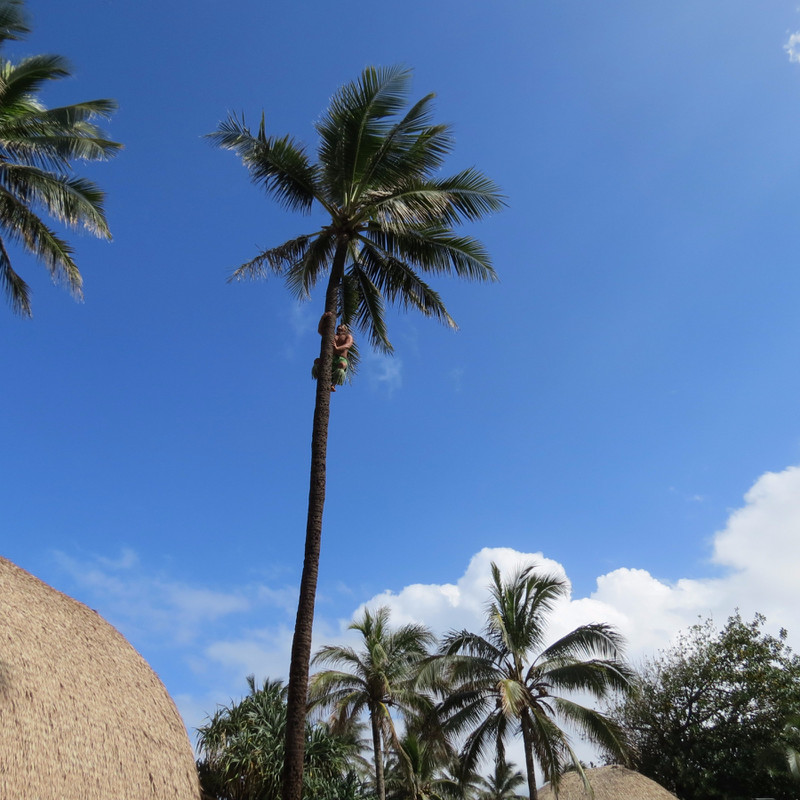 Need a coconut then climb a tree