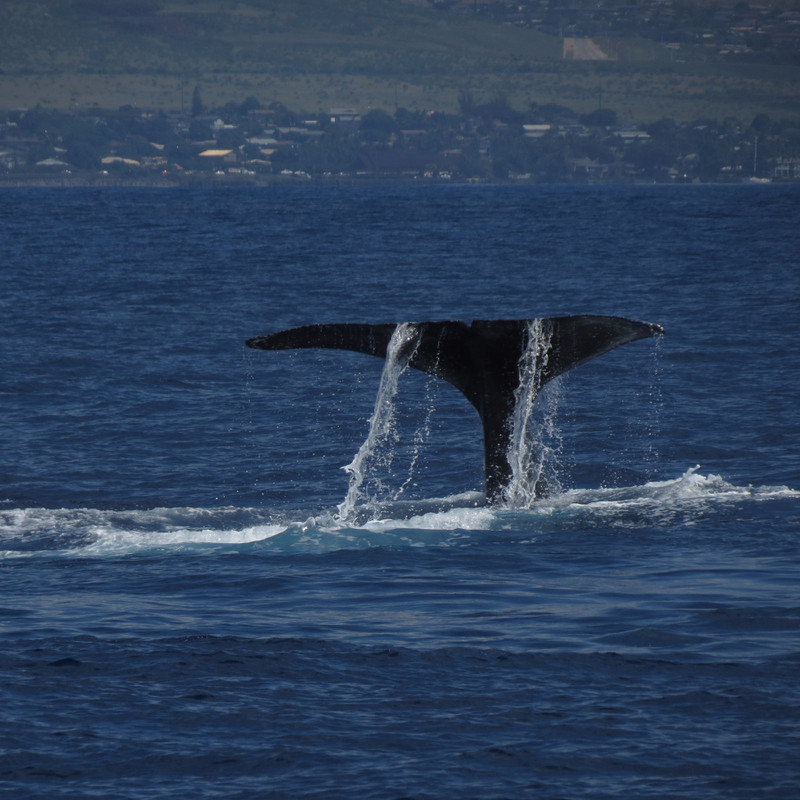 Whale Slapping his Tail