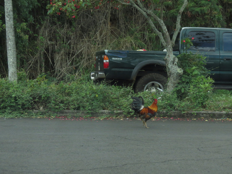 One of the many roosters on the island