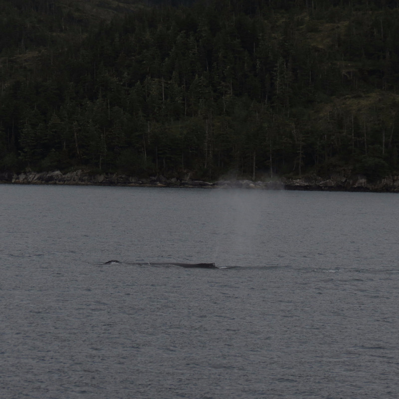 Lazy humpback in Prince William Sound. 
