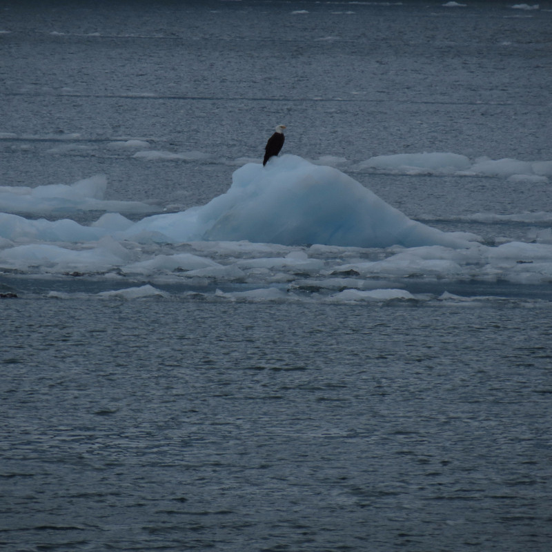 Eagle on Ice Flow near Surprise Glacier