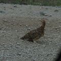 Ptarmigan The State Bird