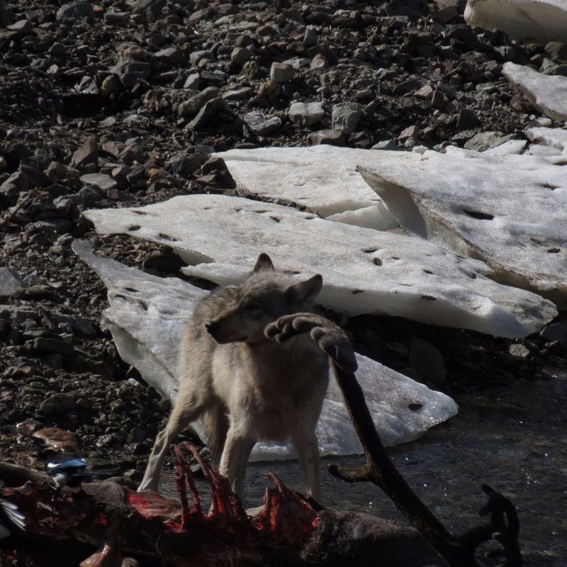 Wolf with the Caribou Carcass 