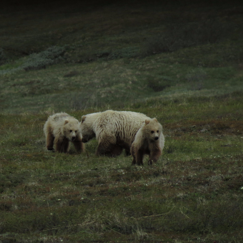 Mama bear with cubs