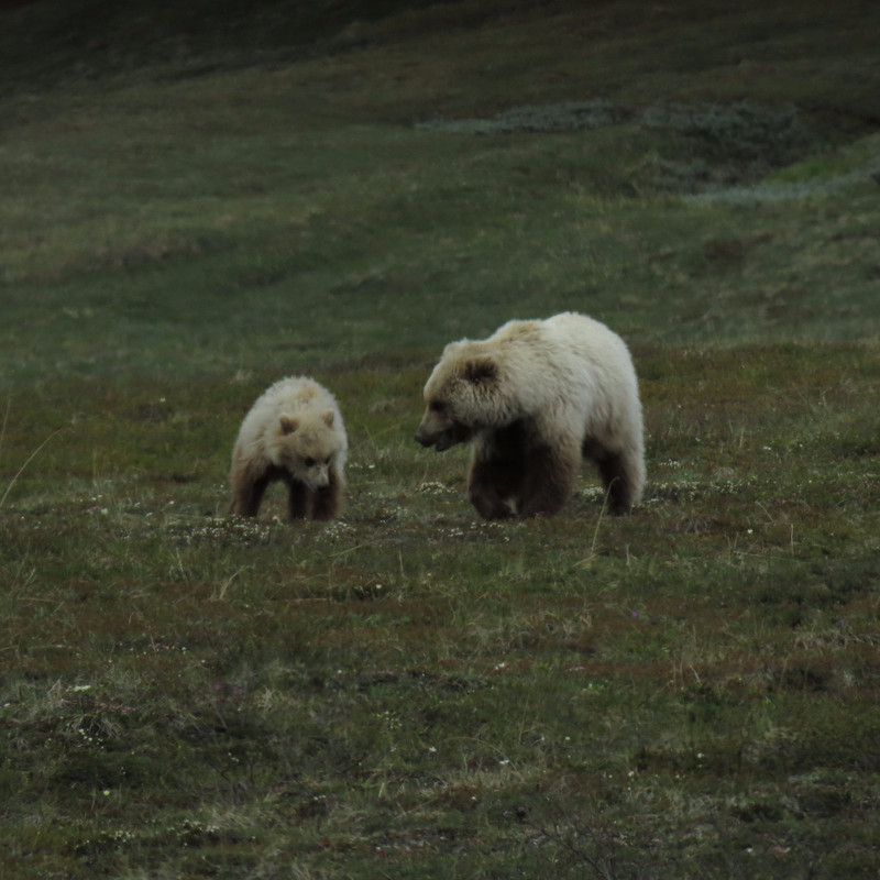 Mama bear with cub