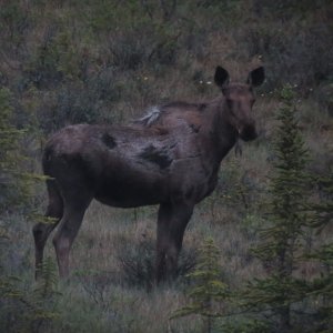 Moose from the Train
