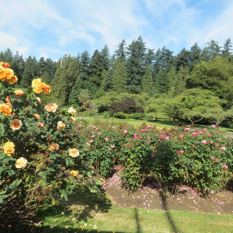 Roses were in bloom in Stanley Park