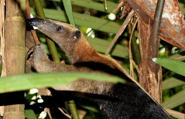 Northern tamandua or Vested anteater (Tamandua mexicana)