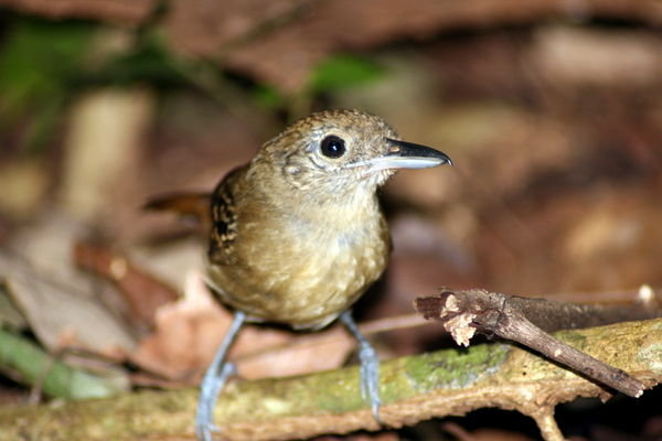 Spotted antbird (Hylophylax n. naevioides)