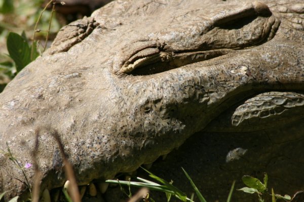 Never smile at a crocodile!