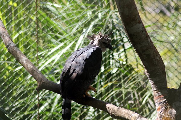 Harpy Eagle (Harpia harpyja)