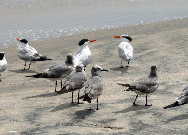 Caspian terns and laughing gulls at Santa Clara