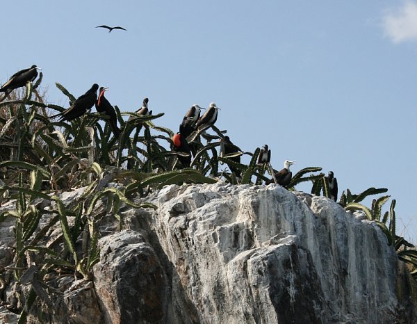 Frigatebirds roosting
