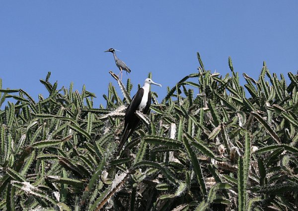 Frigatebird and yellow-crowned night heron