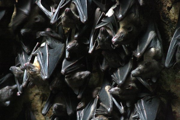 Fruit bats 