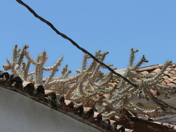 Cactus on the roof