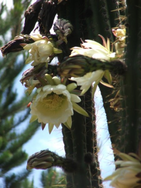 Flowering Cactuses