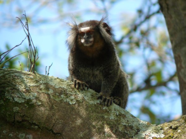 A small monkey on Sugar Loaf mountain