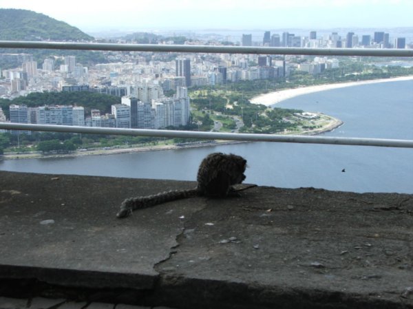 Little monkey in the view of Rio