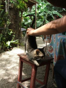 Paraty - a small cat in a Caffee