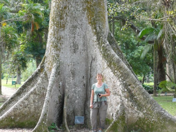 Rio Botanical Garden - those roots are kind of big...