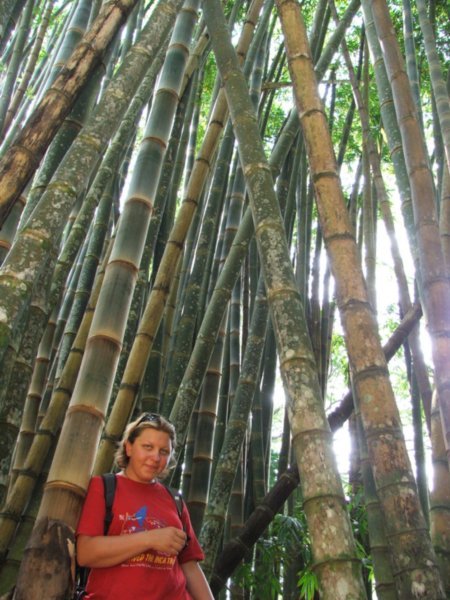 Rio Botanical Garden - these bamboos are big...