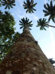 Rio Botanical Garden - veryyyy old palm trees