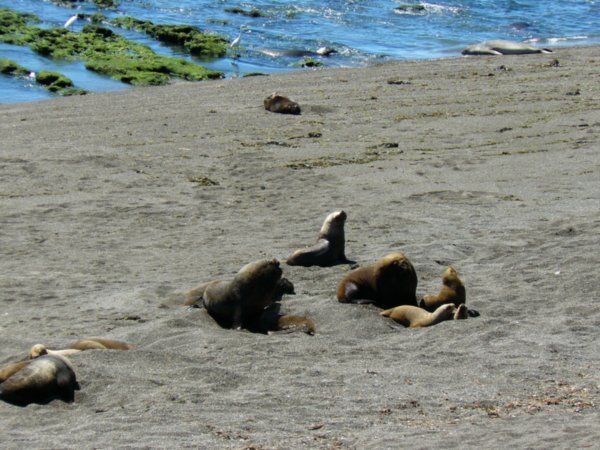 Peninsula Valdes - sea lion colony 4