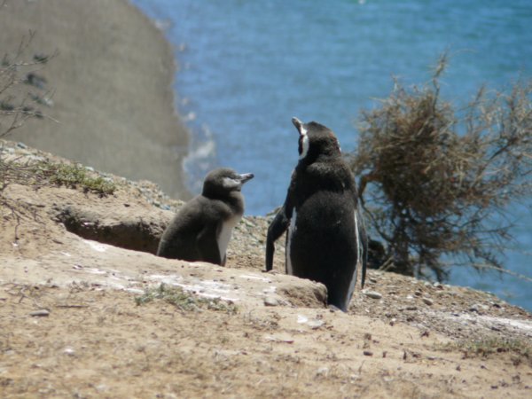 Peninsula Valdes - Penguins