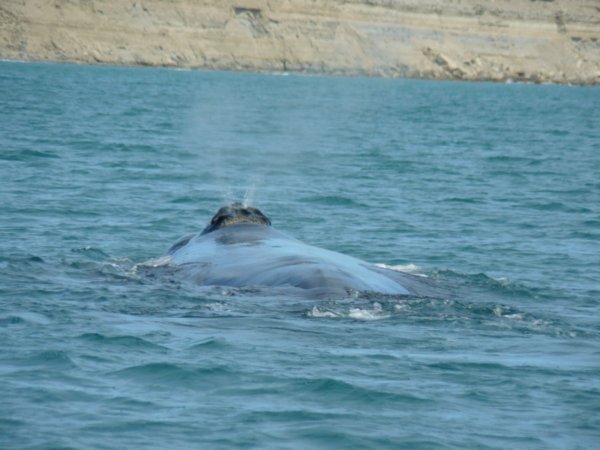 Peninsula Valdes - Whale watching
