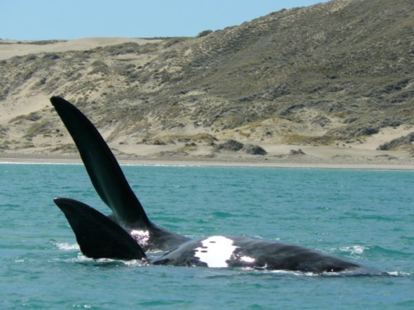 Peninsula Valdes - Whale watching 2