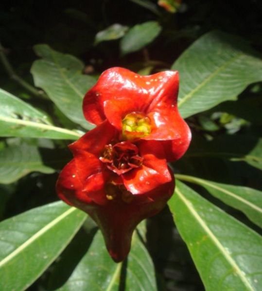 Flower of Wax