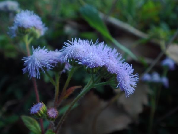 Some delicate purple flowers