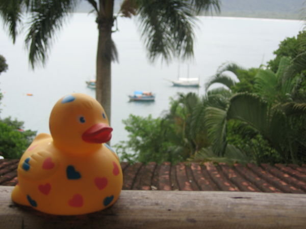 Duck with the View