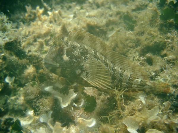 scorpian fish