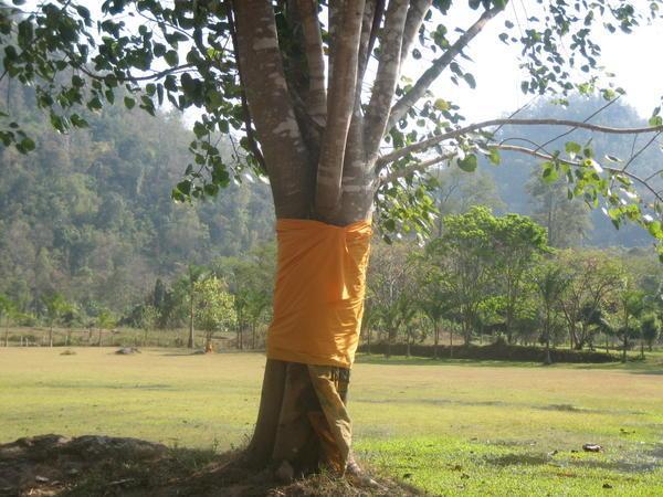 Buddah Tree?