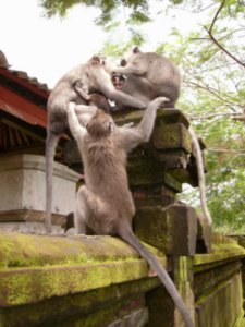 Ulu Watu Temple Monkeys