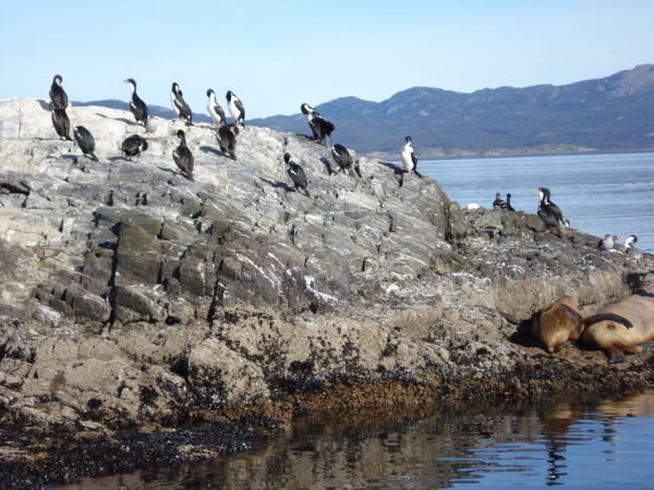 Cormorants and Sealions on an Island in the Beagle Canal