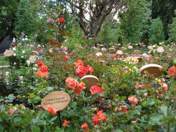 Peace Park - a rose and Plaque for all the female killed and 'disappeared'