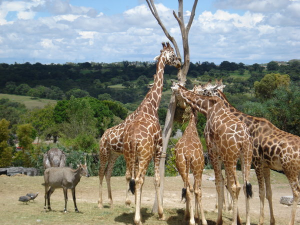 Giraffes in the Safari Park, Puebla
