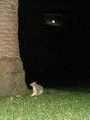 Possum encounter