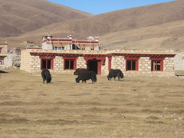 Local yaks