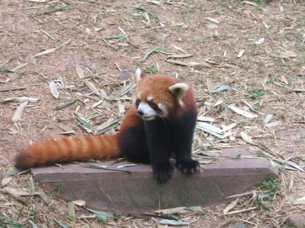 The lesser known 'red panda'