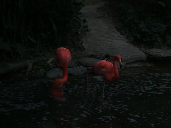 Flamingos at the botanical gardens..