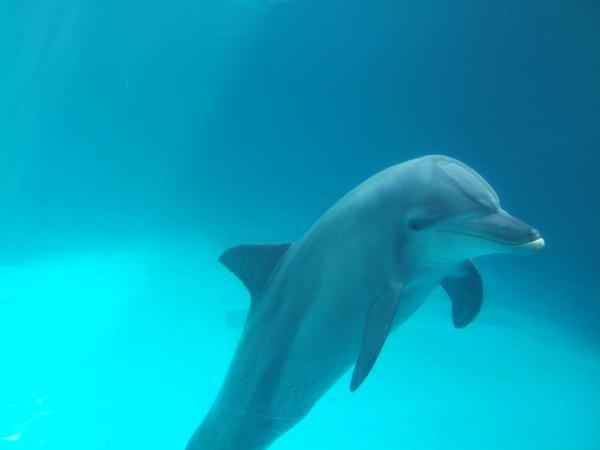 Friendly dolphin at the aquarium