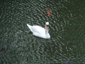 Swan in the moat